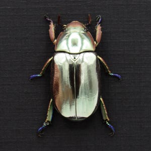 珍しい巨大タマムシの額入り剥製 - Megaloxantha concolor - Etsy 日本