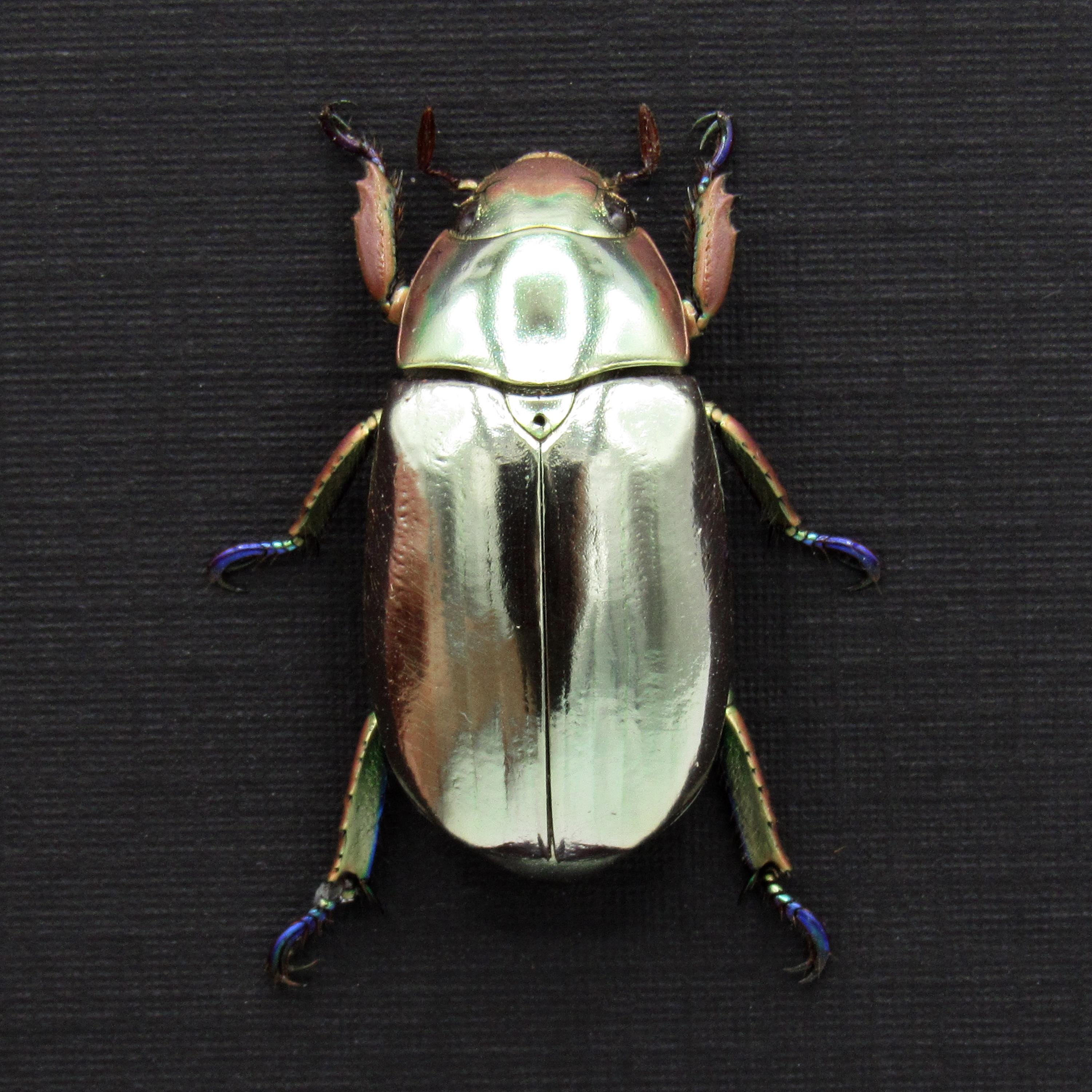 Chrysina Limbata Beetle - Etsy