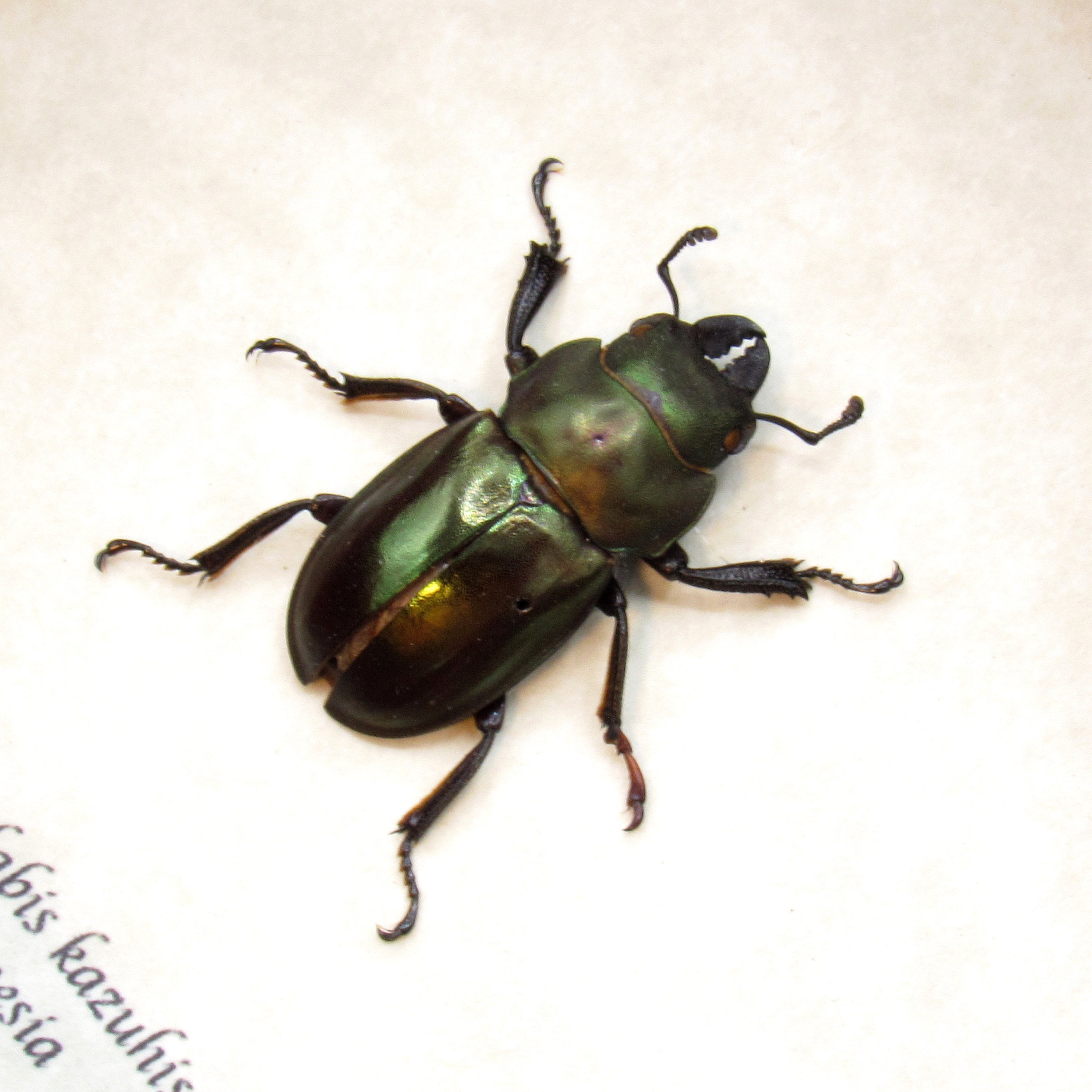 Real Stag Beetle Framed Taxidermy - Odontolabis Kazuhisai - Etsy