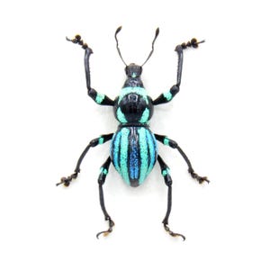 Rare weevil beetle framed specimen - Metapocyrtus species