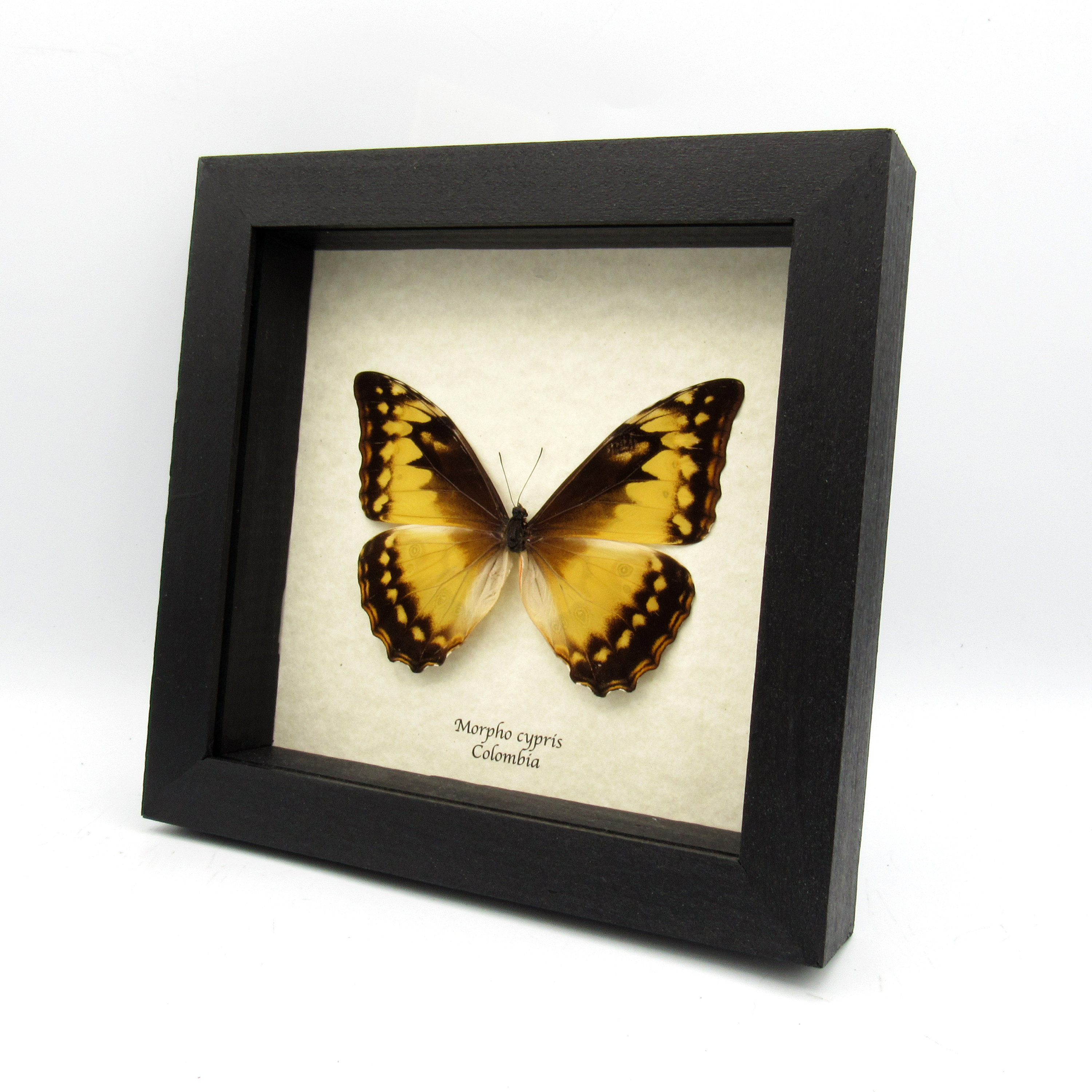 標本 Colombia Morpho cypris female 112mm Colombian Electric Blue Butterfly (Morpho cypris) Unmounted