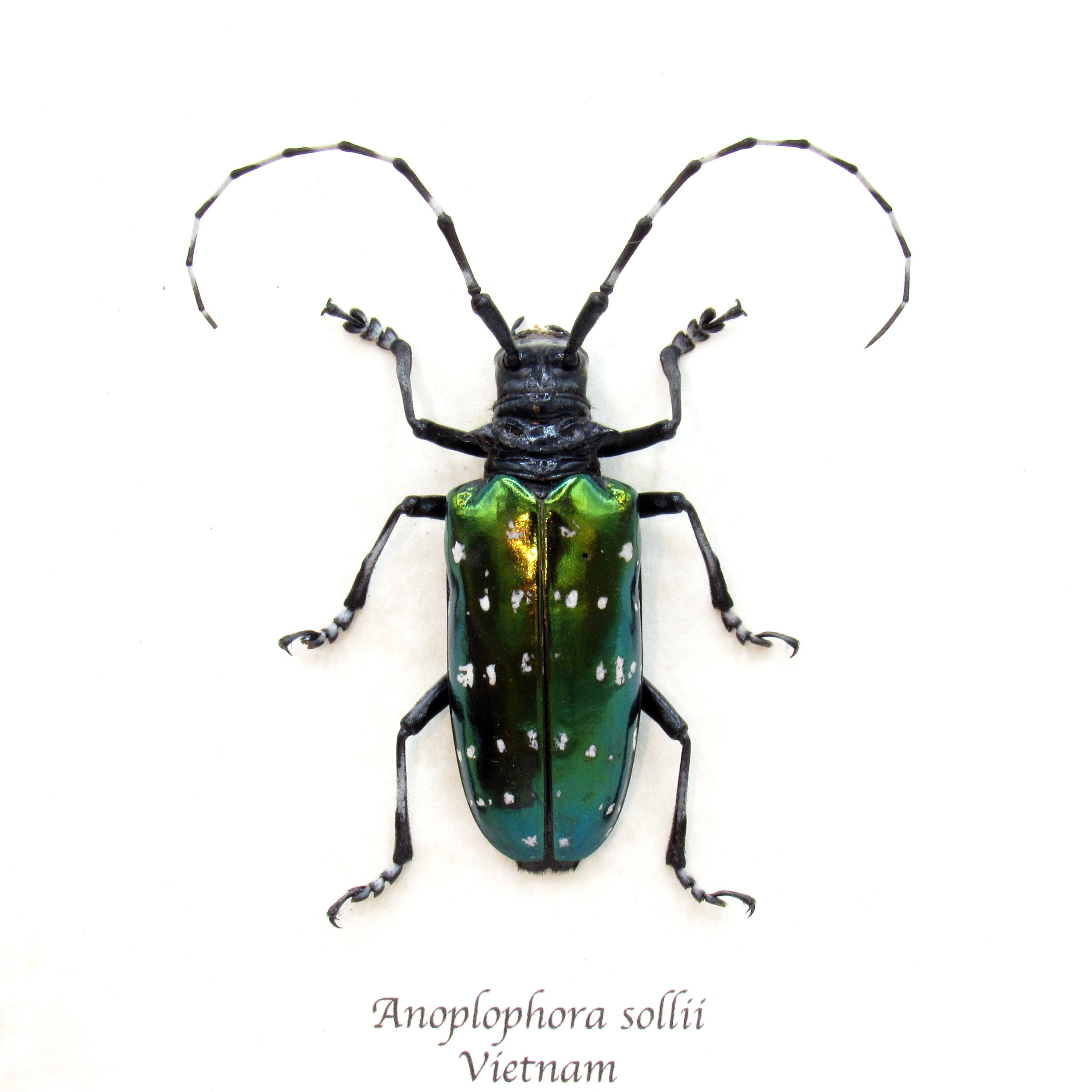 珍しいターコイズ色の大きなカミキリムシの額入り - Anoplophora