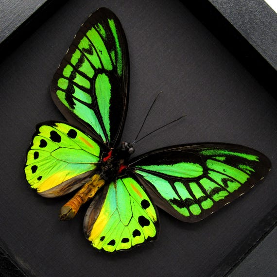 Real XL Green Birdwing Butterfly Framed Taxidermy - Ornithoptera