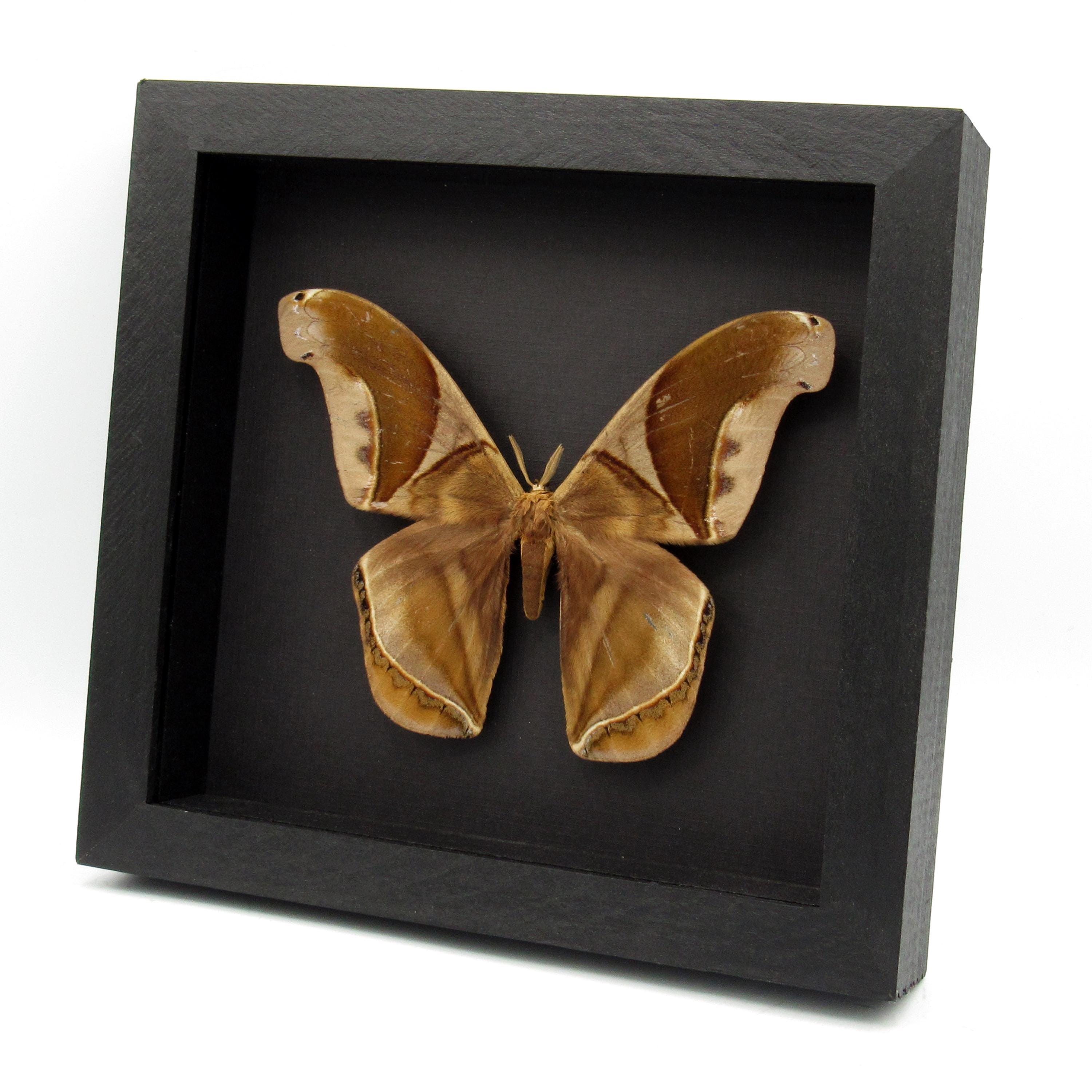 GIANT Saturn Moth Framed Taxidermy - Rhescyntis Hippodamia - Etsy