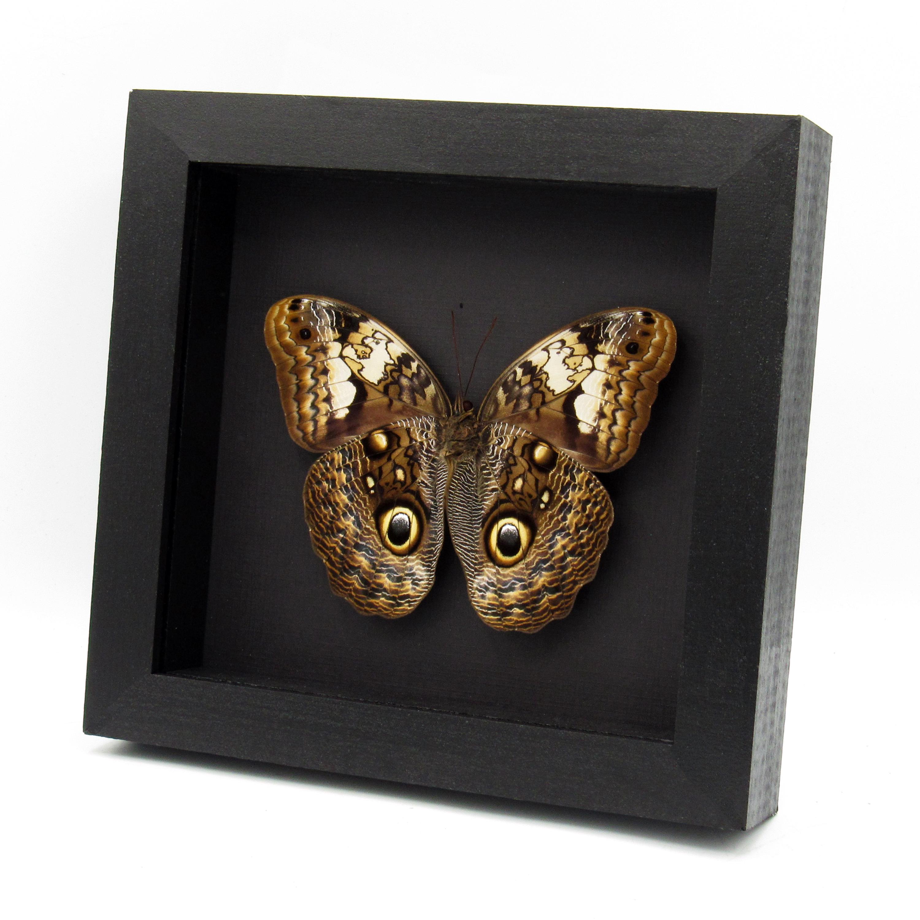 珍しいフクロウ蝶の額入り剥製 - Caligo martia - Etsy 日本