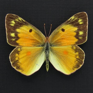 May include: A close-up of a butterfly with open wings, showcasing a vibrant color palette. The wings feature a gradient of yellow, orange, and brown hues, with small dark spots. The butterfly's body is a mix of green and black, set against a black background.