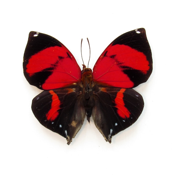 本物の赤い蝶の剥製 - Siderone galanthis - Etsy 日本