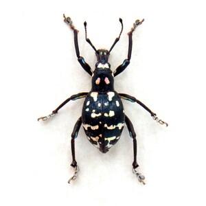 Rare weevil beetle framed specimen - Metapocyrtus species - large female