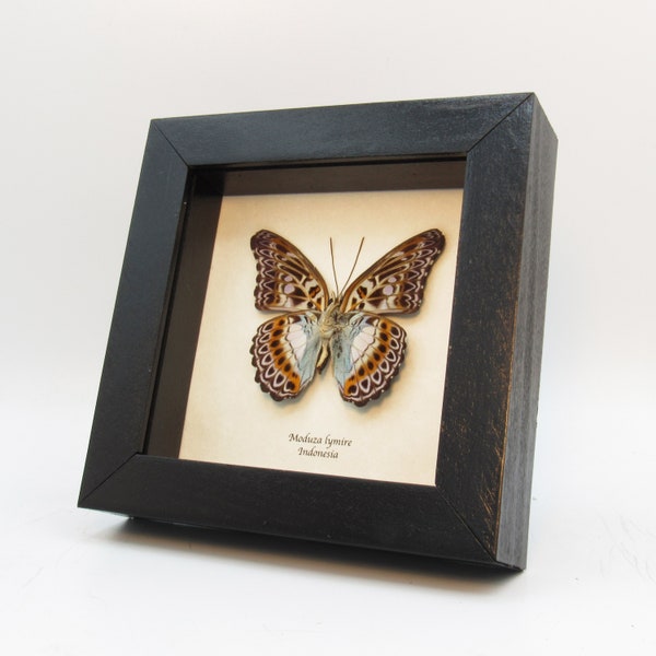 Real framed butterfly - Moduza lymire