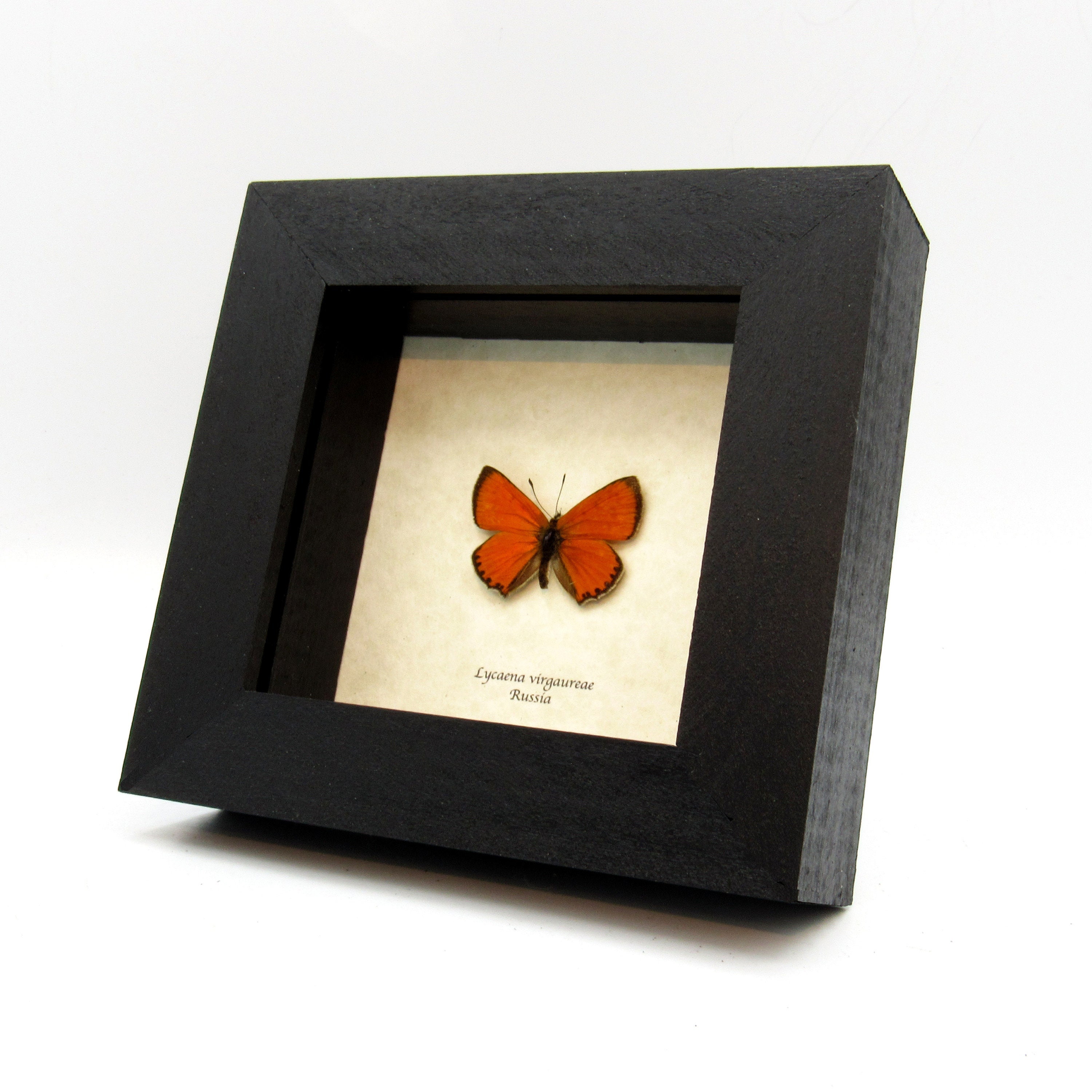 Real Iridescent Orange Butterfly Framed Taxidermy - Lycaena