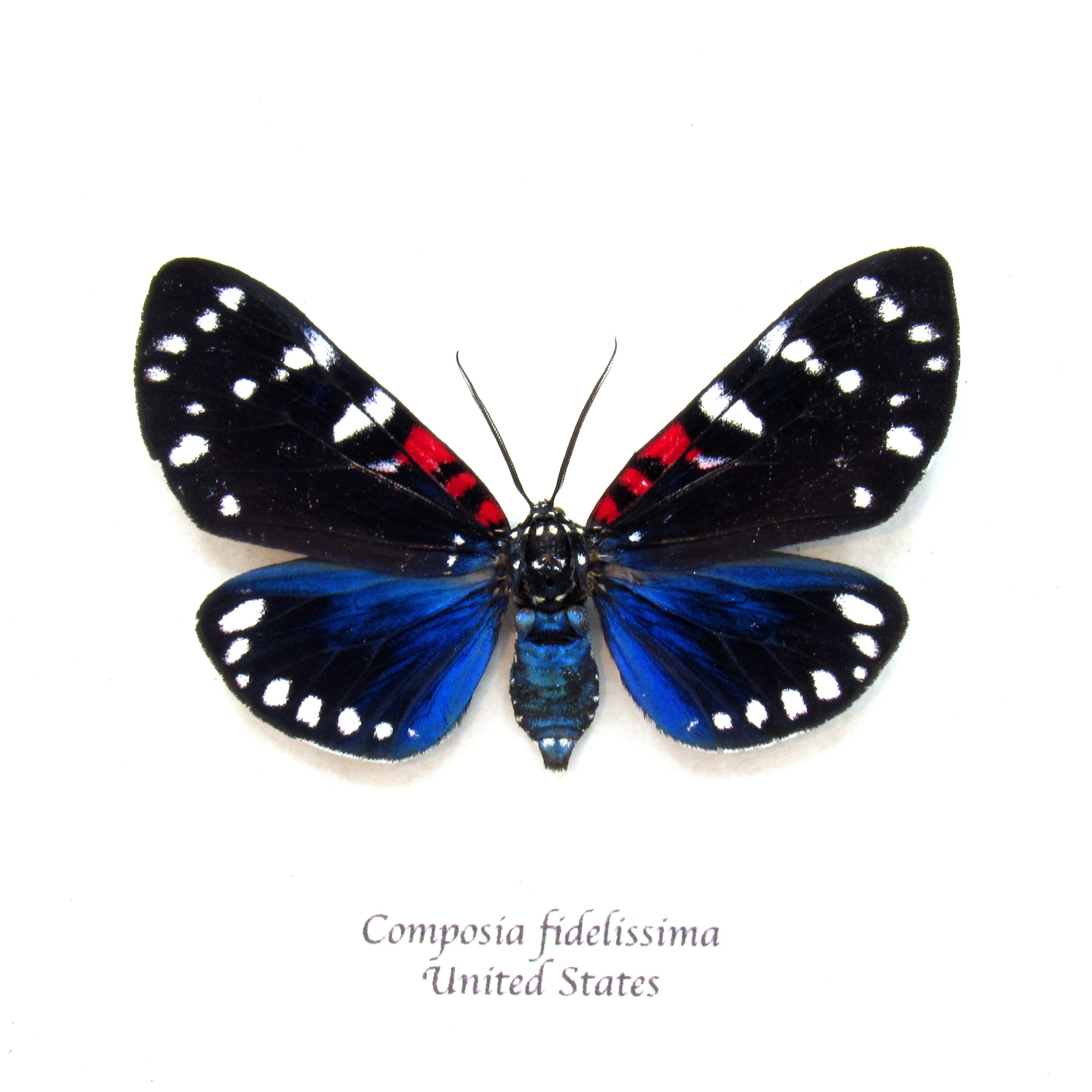 Rare Faithful Beauty Moth Framed Taxidermy Composia Fidelissima - Etsy