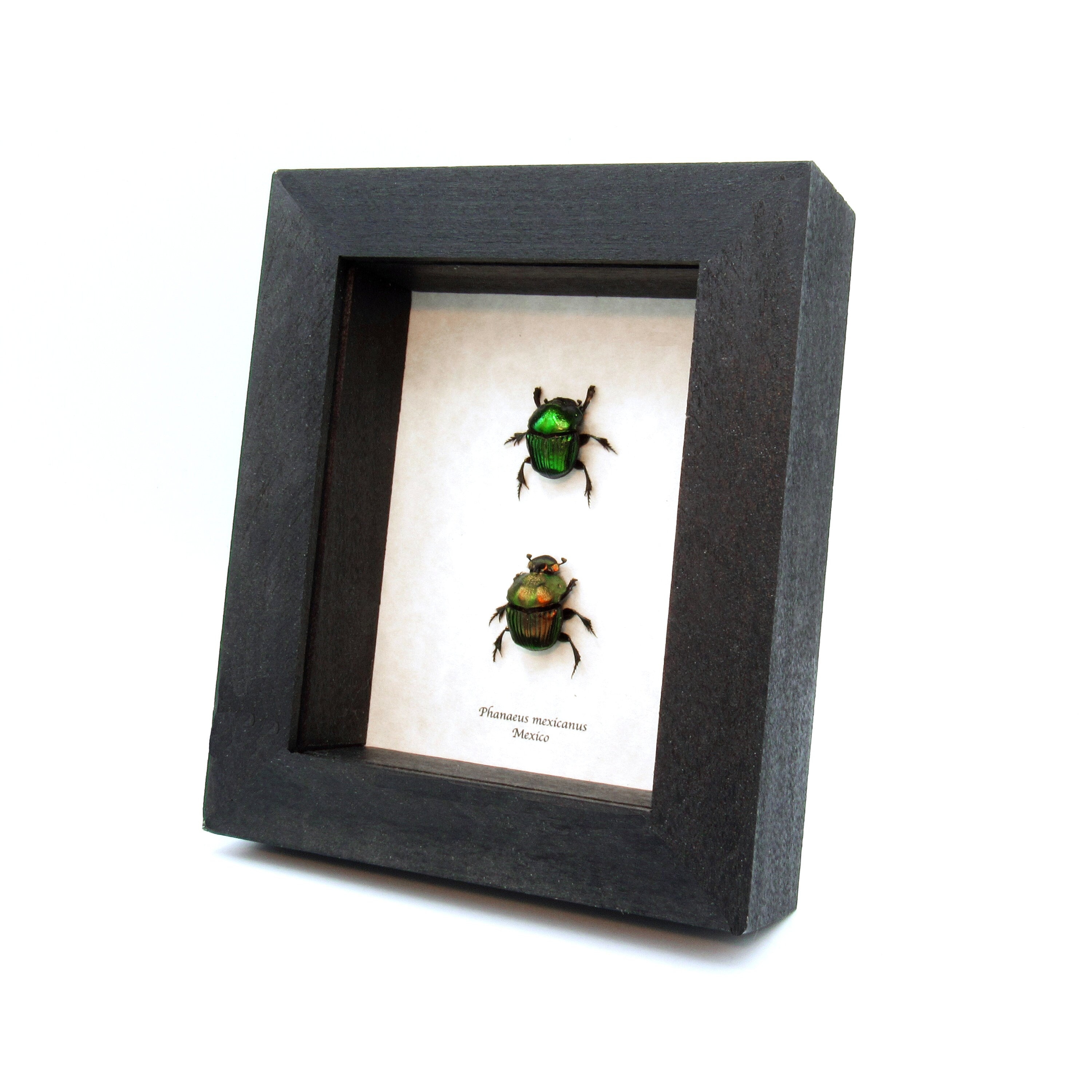 Dung Beetle Dried - Etsy