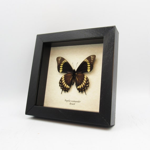 珍しい黒い蝶の剥製 - Papilio scamander - Etsy 日本