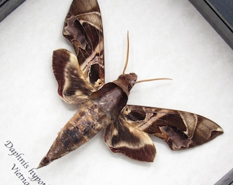欧州のゼブラ柄ピンクスズメガ　ペア　昆虫　標本 蛾 il_340x270.7784051613_td8c.jpg