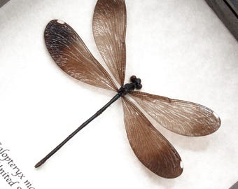 Real American Ebony Jewelwing Damselfly Framed Taxidermy