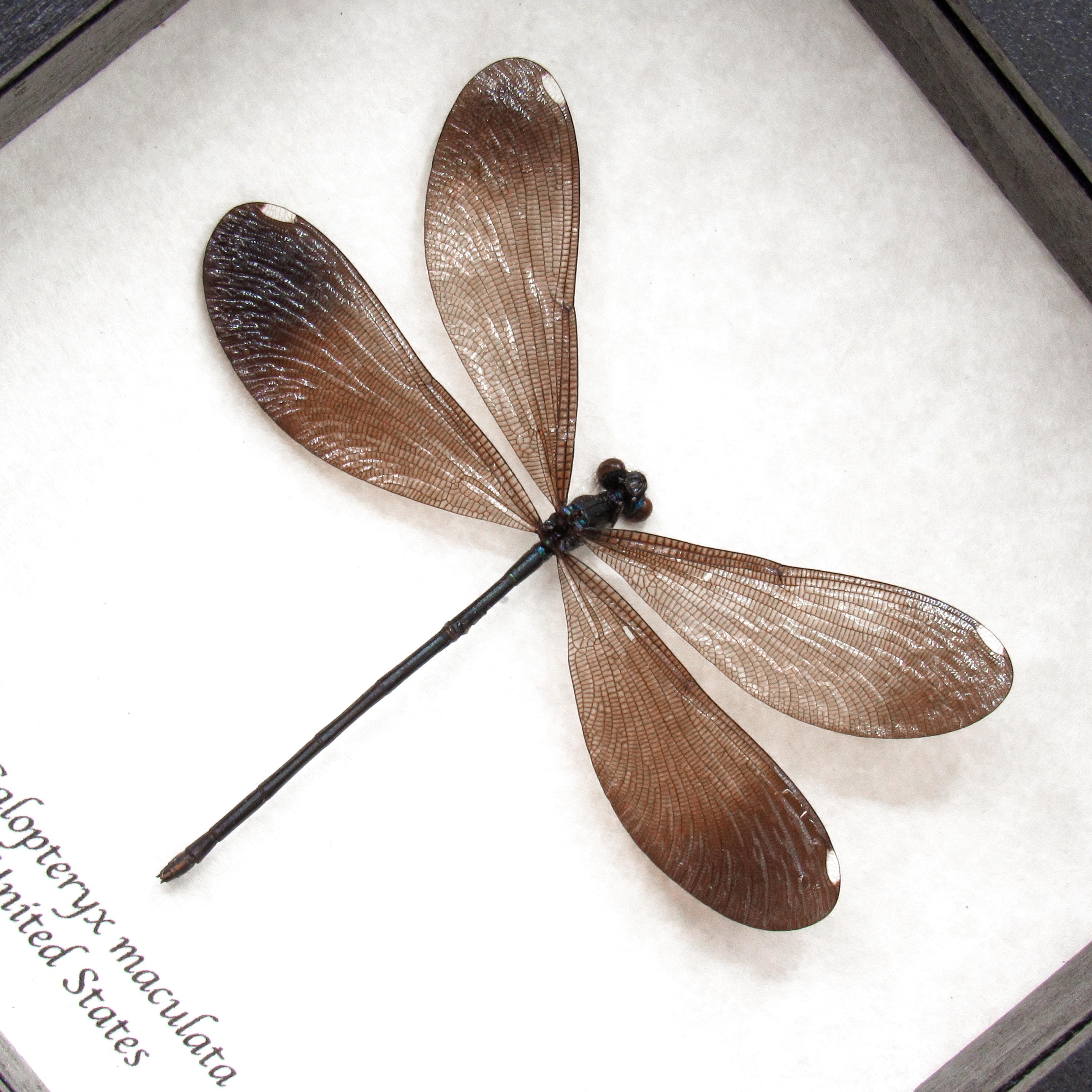 クリストファーマーレー　標本　イトトンボ　Amber Damselfly Real American Ebony Jewelwing Damselfly Framed Taxidermy