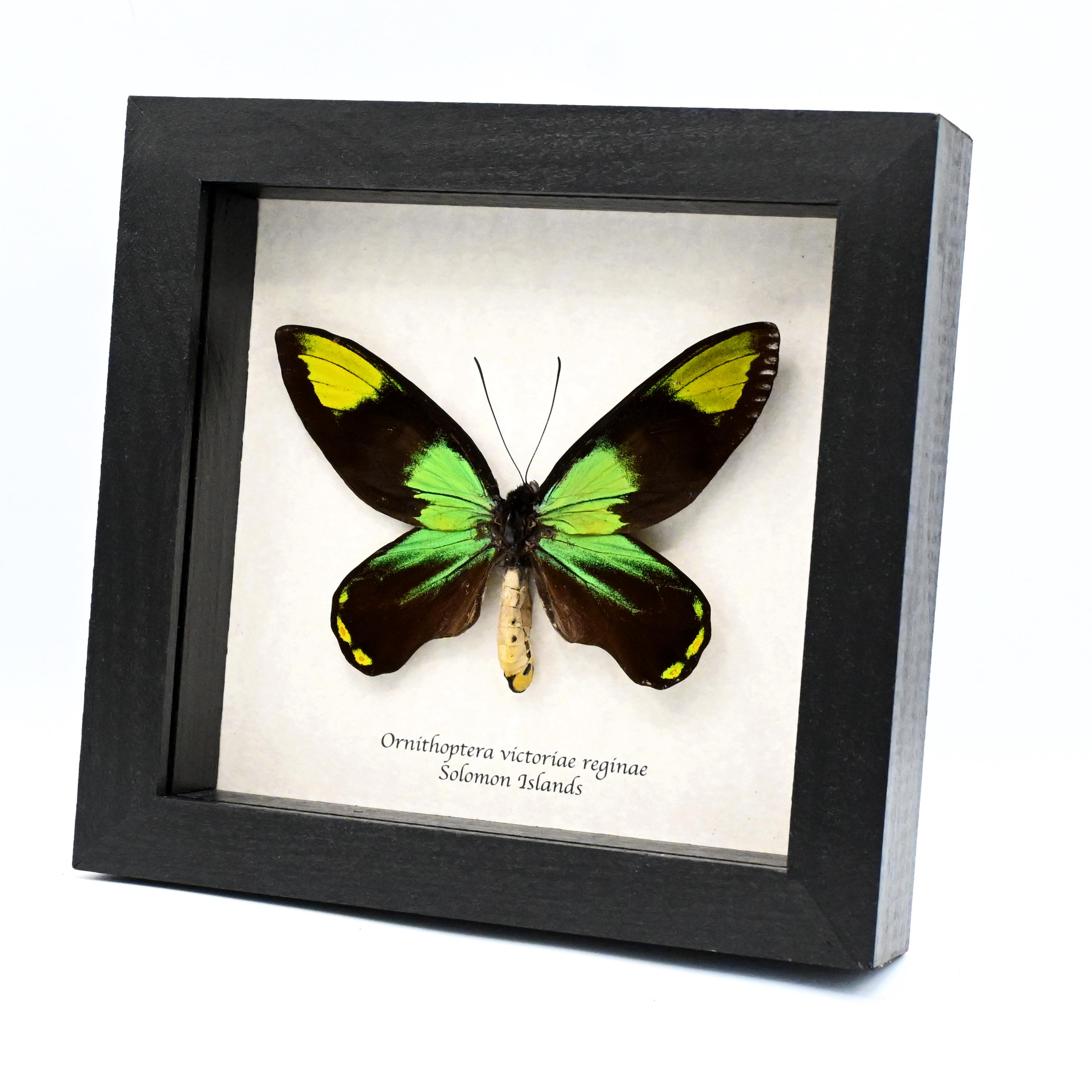 Real Rare Butterflys - Etsy