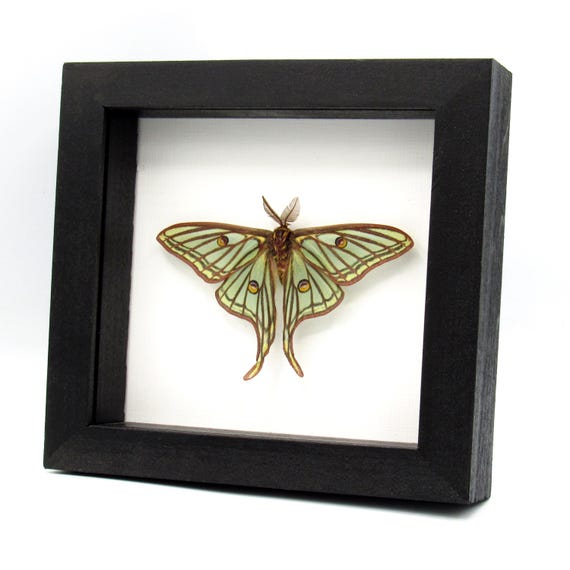 Rare Spanish Moon Moth Framed - Graellsia Isabellae