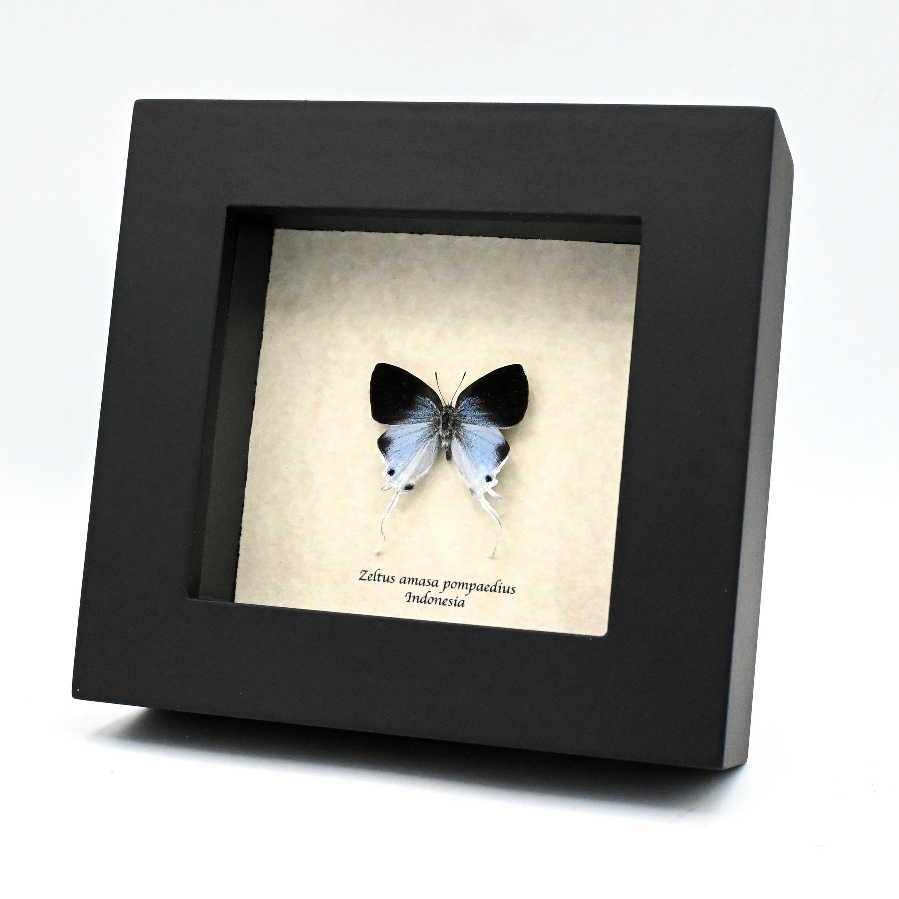 Real Fluffy Tit Butterfly Framed Taxidermy - Zeltus Amasa