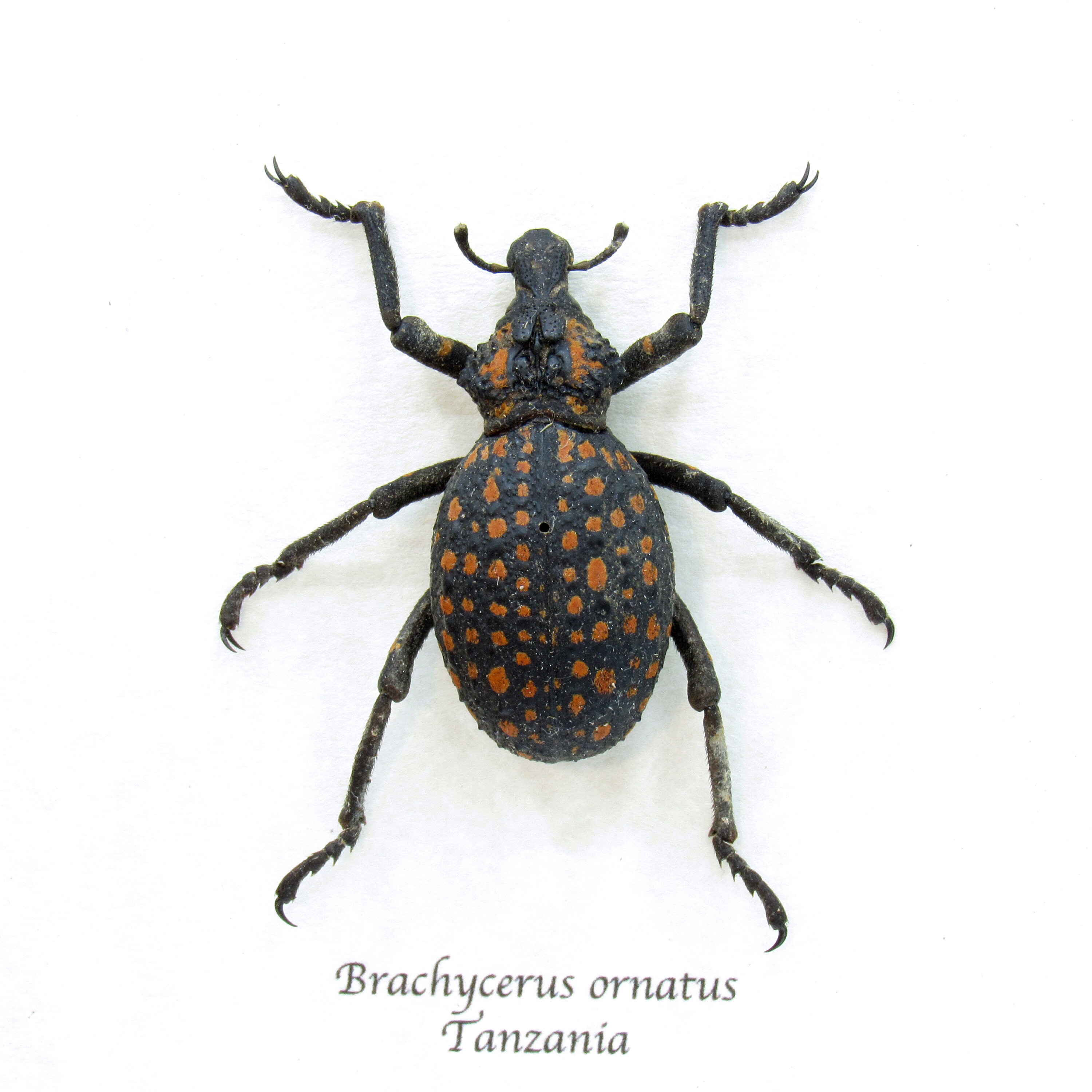 世界最大のゾウムシの剥製 - Brachycerus ornatus - Etsy 日本