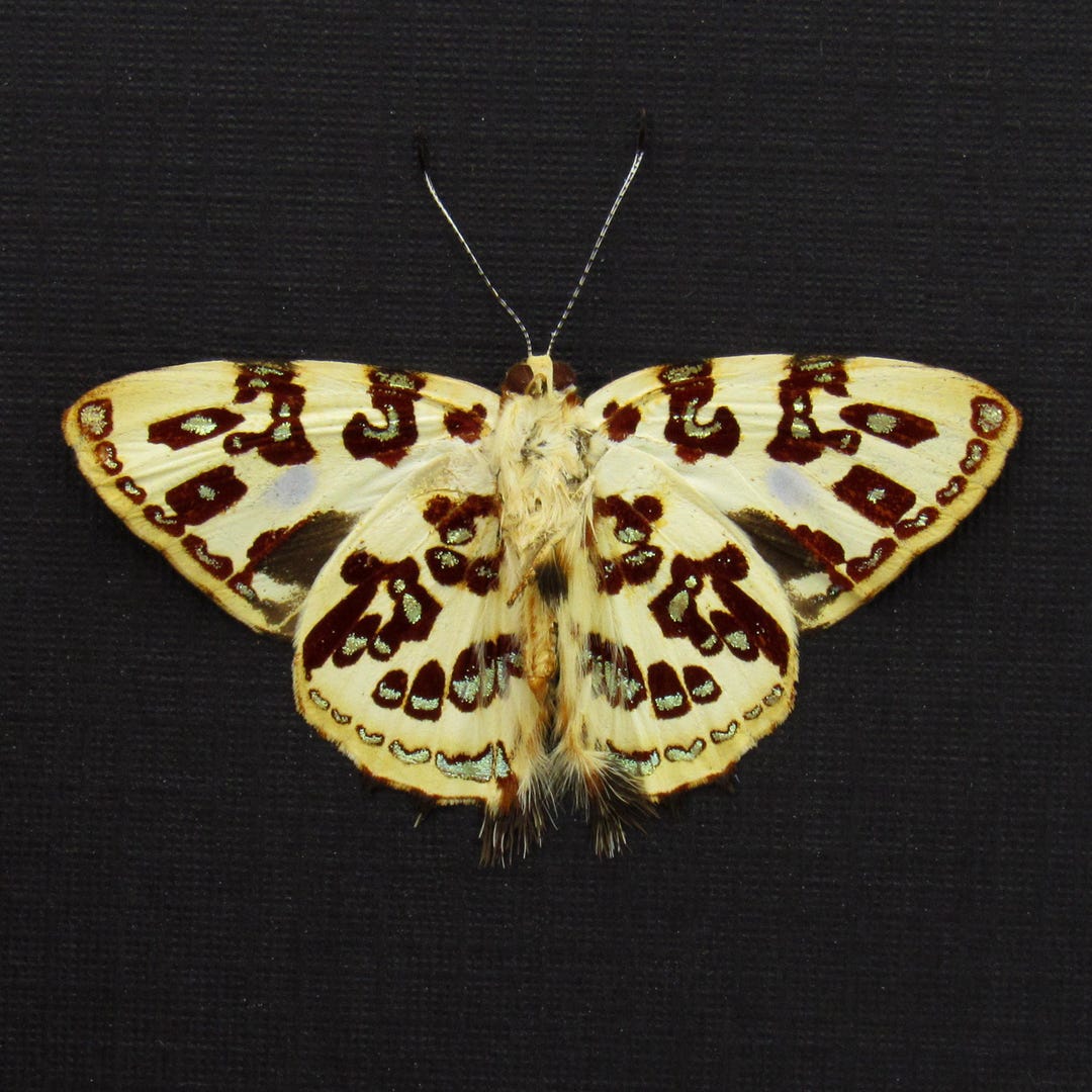 Rare Metallic Gold Metalmark Butterfly Framed Taxidermy - Anteros ...