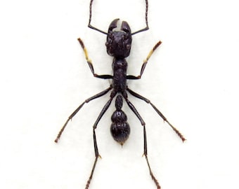 ☆昆虫標本☆【ディノポネラ】ディノハリアリDinoponera gigantea