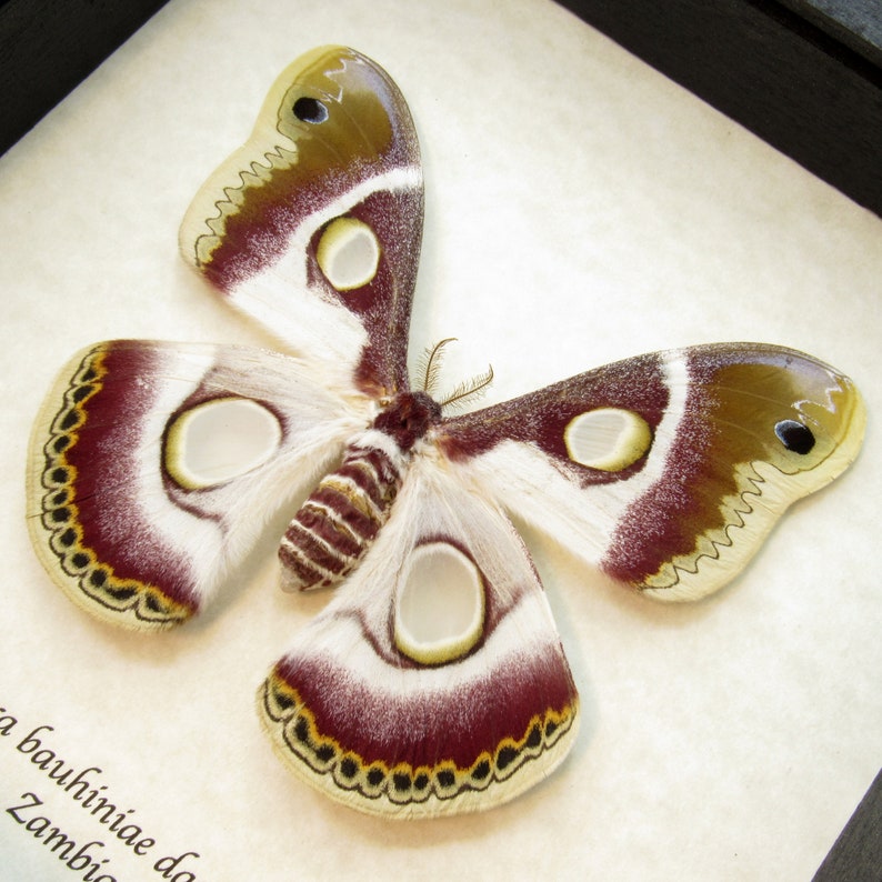 Rare burgundy Saturn moth framed Epiphora bauhiniae | Etsy