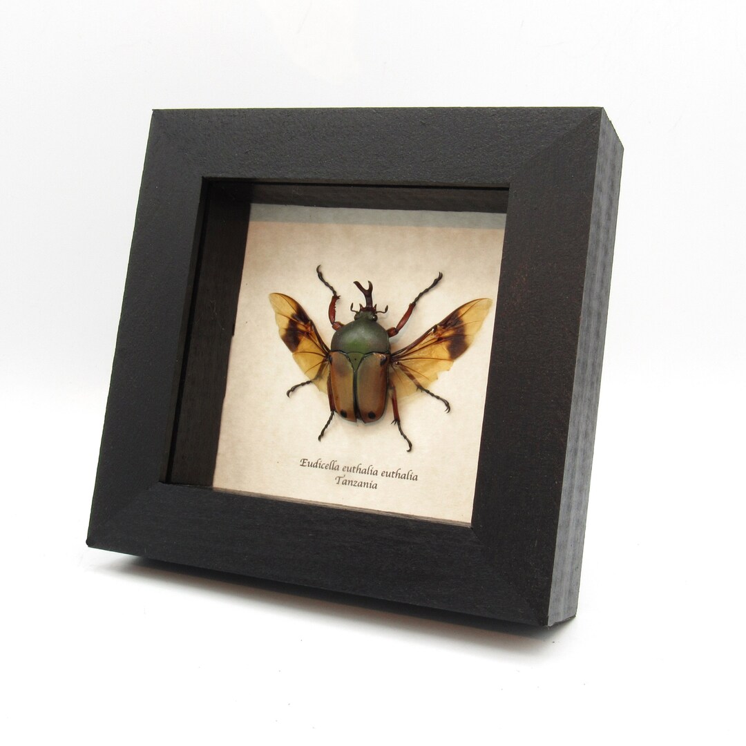 昆虫用品 Tanzania Eudicela e.euthalia 40mm