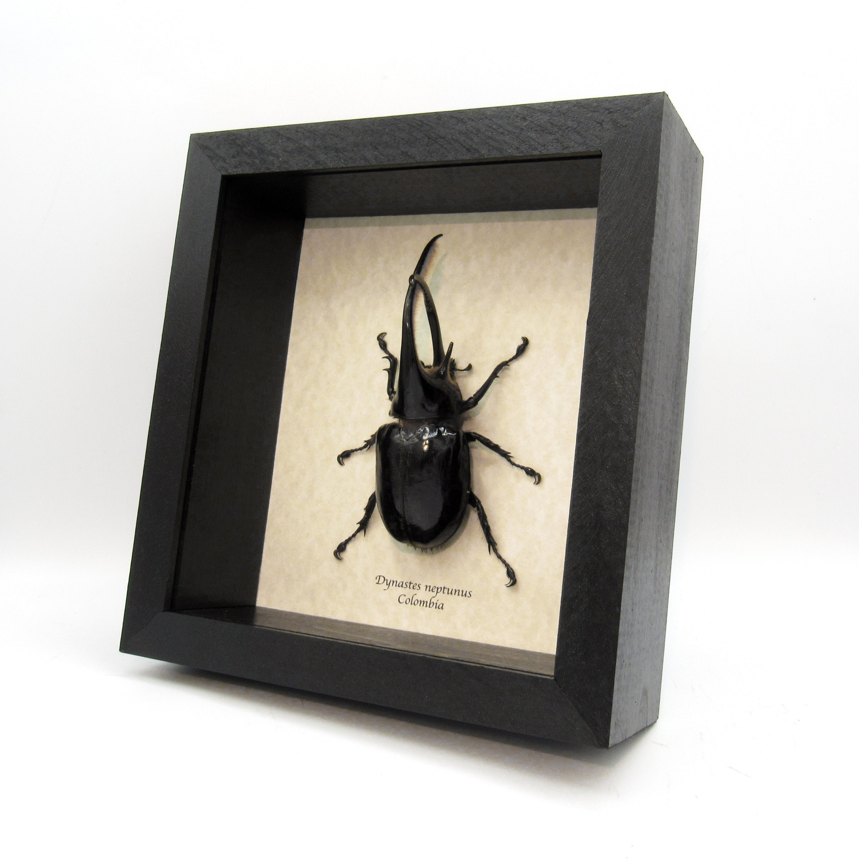 Real Giant Neptune Beetle Framed Taxidermy - Dynastes Neptunus - Etsy