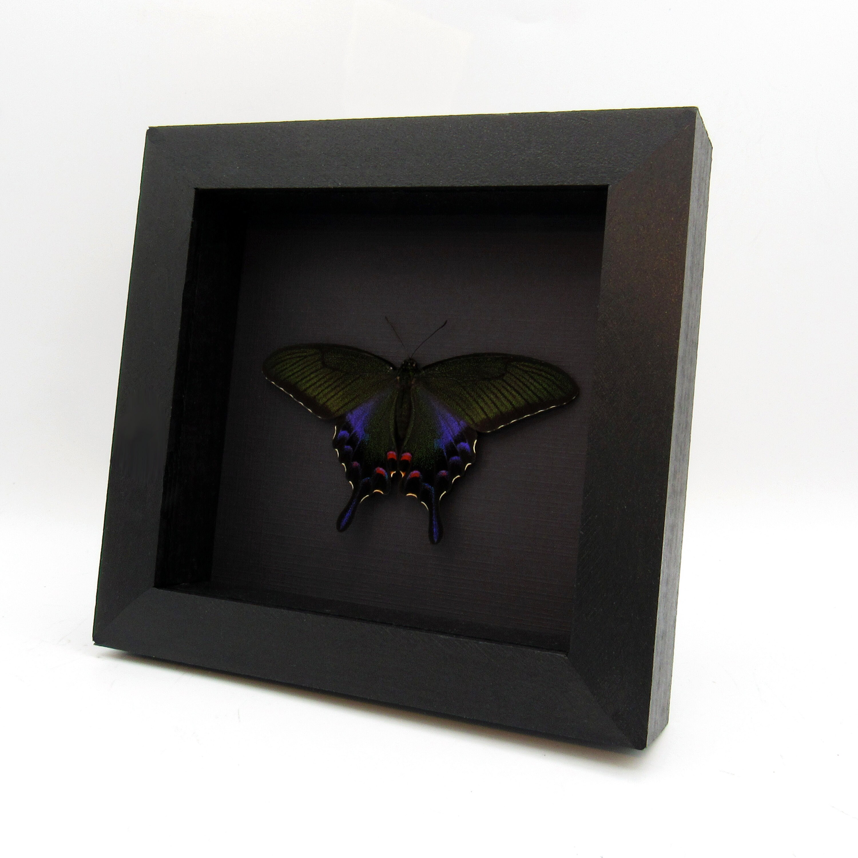 珍しい黒孔雀蝶の額入り剥製 - Papilio bianor dehaani - メス