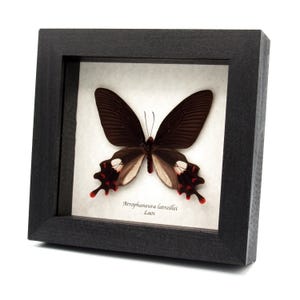 May include: A framed butterfly specimen with dark brown wings, white and red markings, and a black frame. The butterfly is centered on a light background. The text "Atrophaneura latreillei Laos" is visible below the butterfly.