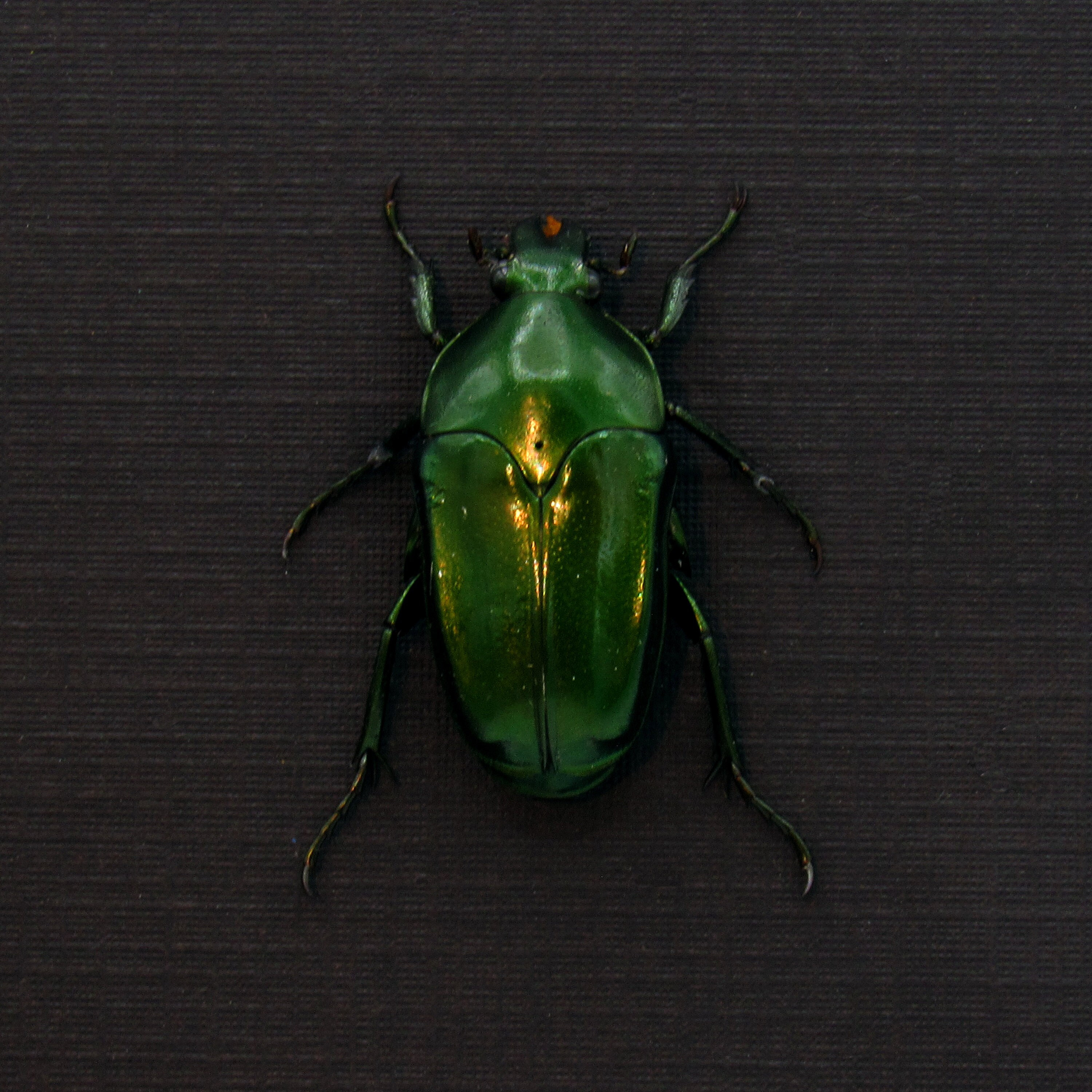 Real Metallic Green Beetle Framed Taxidermy - Ischiopsopha