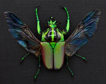 Taxidermia enmarcada de escarabajo verde real - Neptunides polychrous