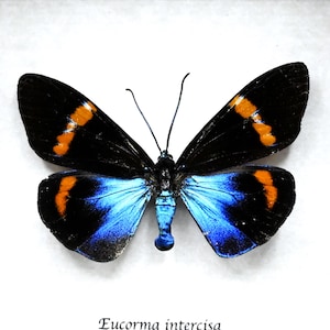 May include: A preserved Eucorma intercisa butterfly specimen with black wings featuring vibrant orange bands on the upper sections and iridescent blue patches on the lower wings, centered with a blue body and two thin antennae.