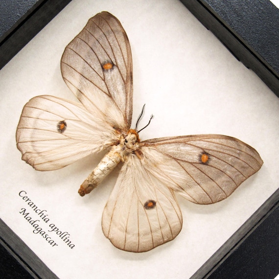 Giant Ghostly Silk Moth Framed Taxidermy - Ceranchia Apollina