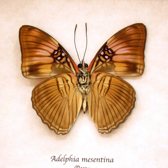sister real insect Real Mesentina Sister Butterfly Framed Taxidermy Adelphia Mesentina - Etsy