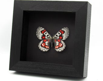 非常に珍しい赤いスノーアポロ蝶の額入り標本 - Parnassius nomion
