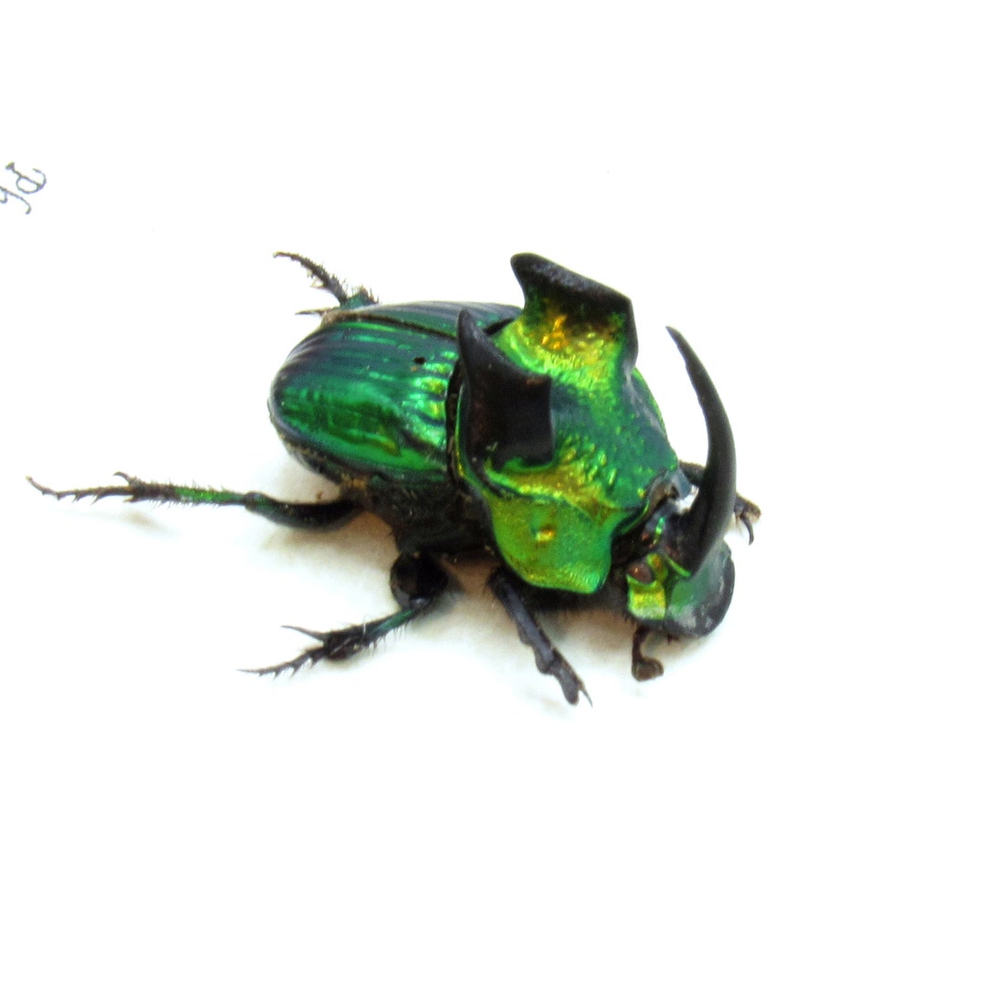 Large Metallic Dung Beetle Framed Taxidermy - Phanaeus Demon - Etsy