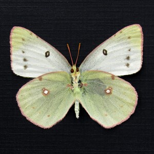 May include: A white and green butterfly with black markings on its wings. The butterfly is mounted on a black background.