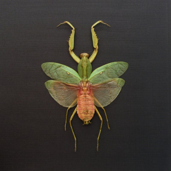 Real Giant Hooded Leaf Mantis Framed Taxidermy - Rhombodera Javana