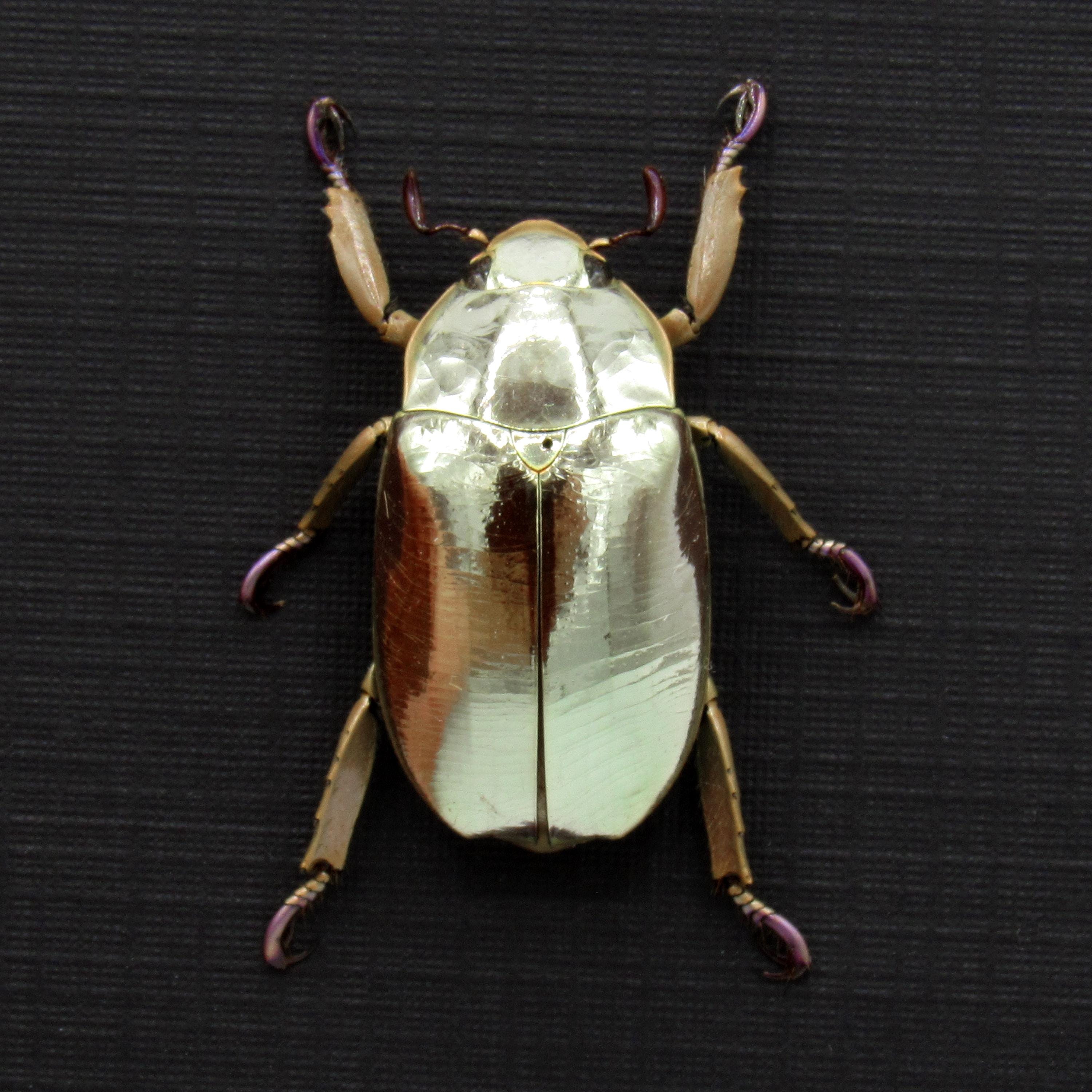 黄金虫 Golden tortoise beetle - Etsy 日本