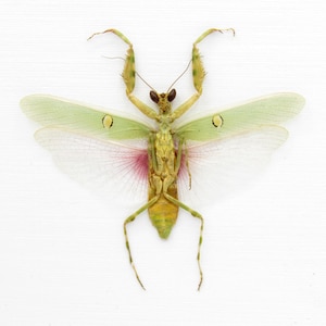 Taxidermia enmarcada de una auténtica mantis flor india - Creobroter gemmatus