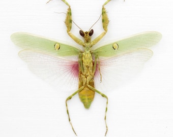 珍しいゴーストマンティスの額入り剥製 - Phyllocrania paradoxa