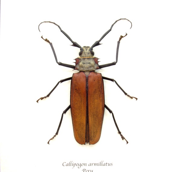 本物の巨大なカミキリムシの額入り剥製 - Callipogon armillatus