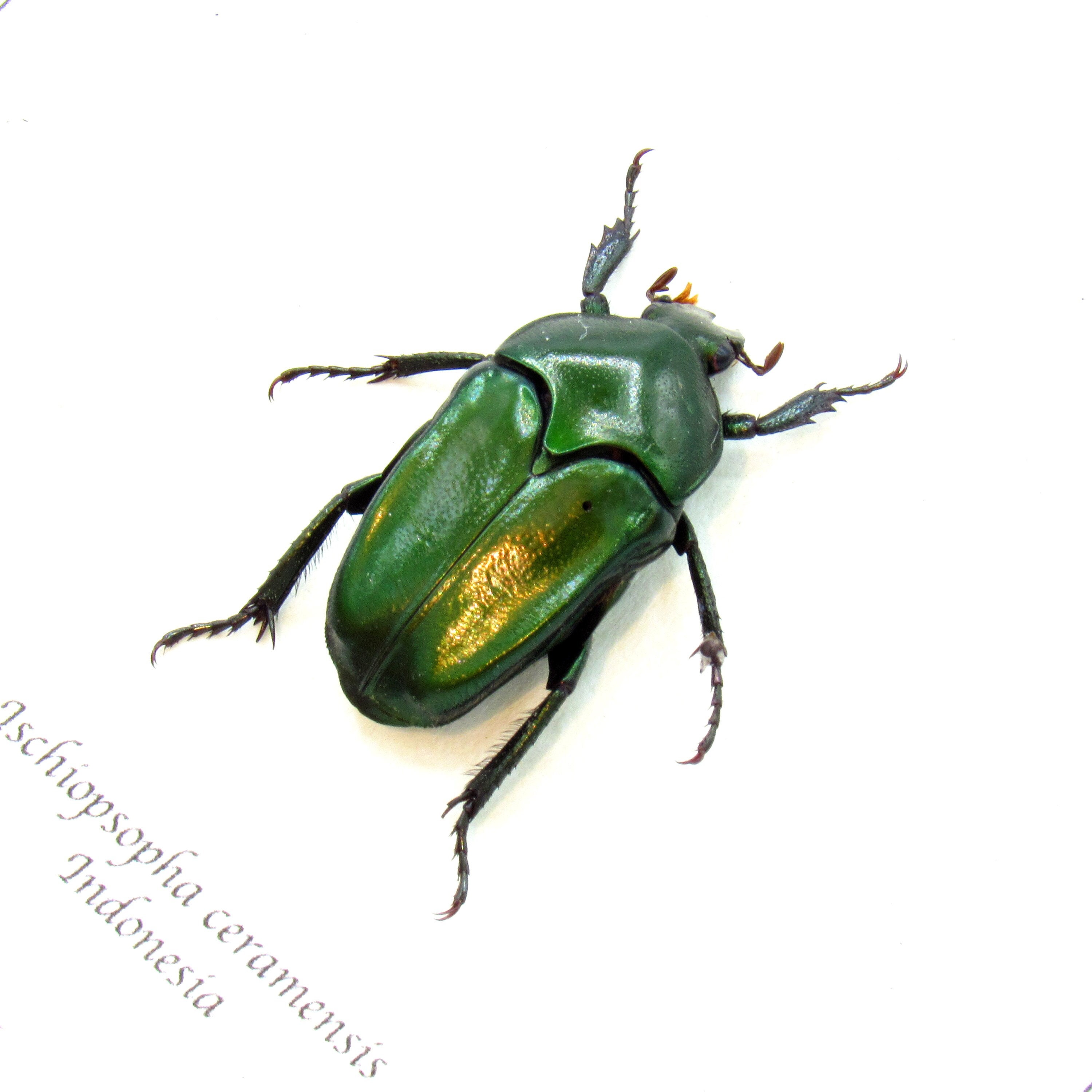 標本 P.N.G Ischiopsopha bennigseni 29mm Ischiopsopha - Etsy Australia