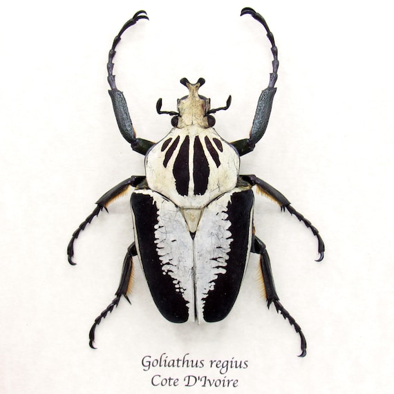 Rare Goliath Beetle Framed Specimen - Goliathus Regius - Etsy