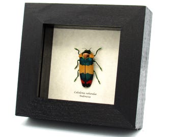 標本 West papua Calodema suhandae 44mm Very Rare Jewel Beetle Framed Specimen - Calodema Suhandae - Etsy