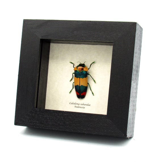 標本 West papua Calodema suhandae 44mm Very Rare Jewel Beetle Framed Specimen - Calodema Suhandae - Etsy
