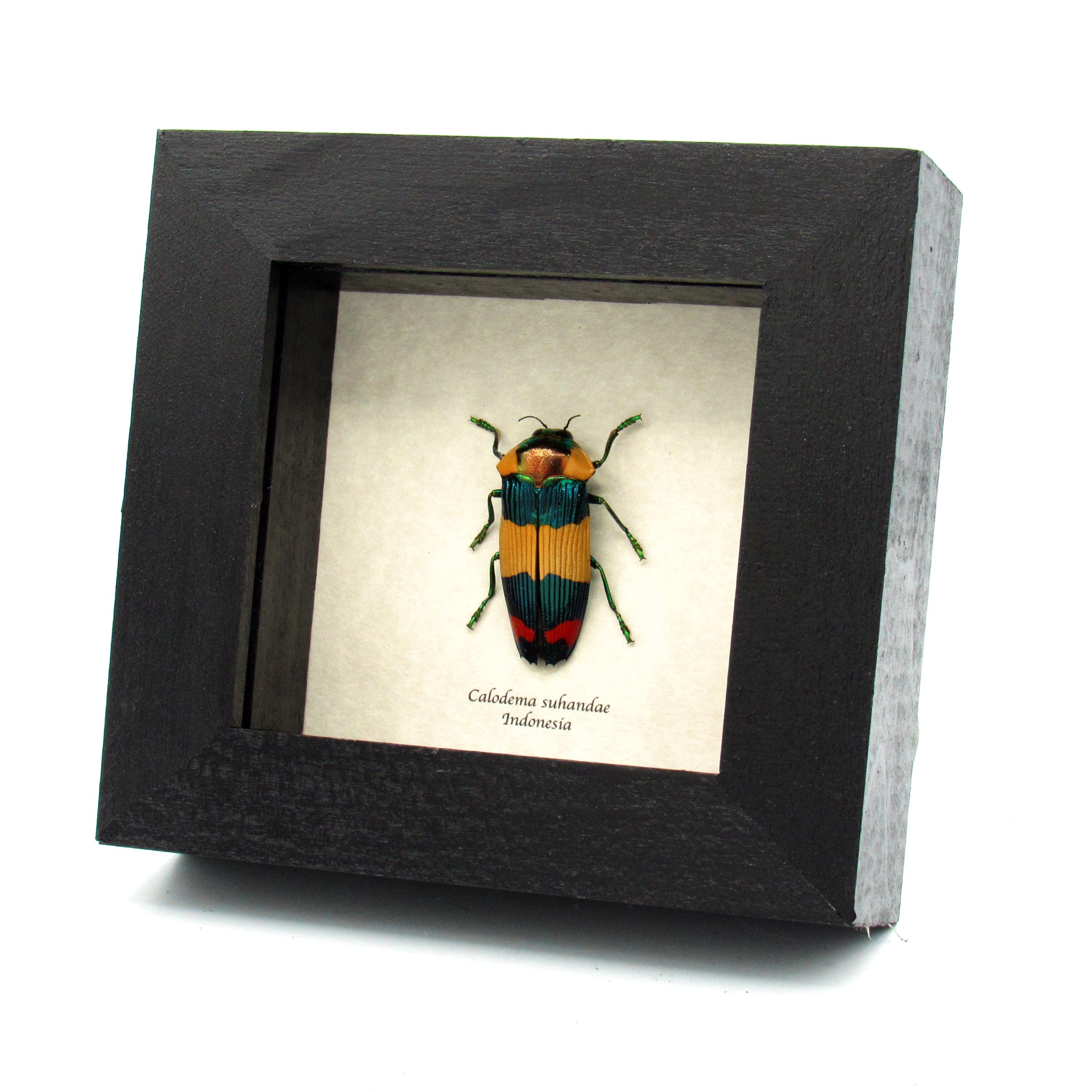標本 West papua Calodema suhandae 44mm Very Rare Jewel Beetle Framed Specimen - Calodema Suhandae - Etsy