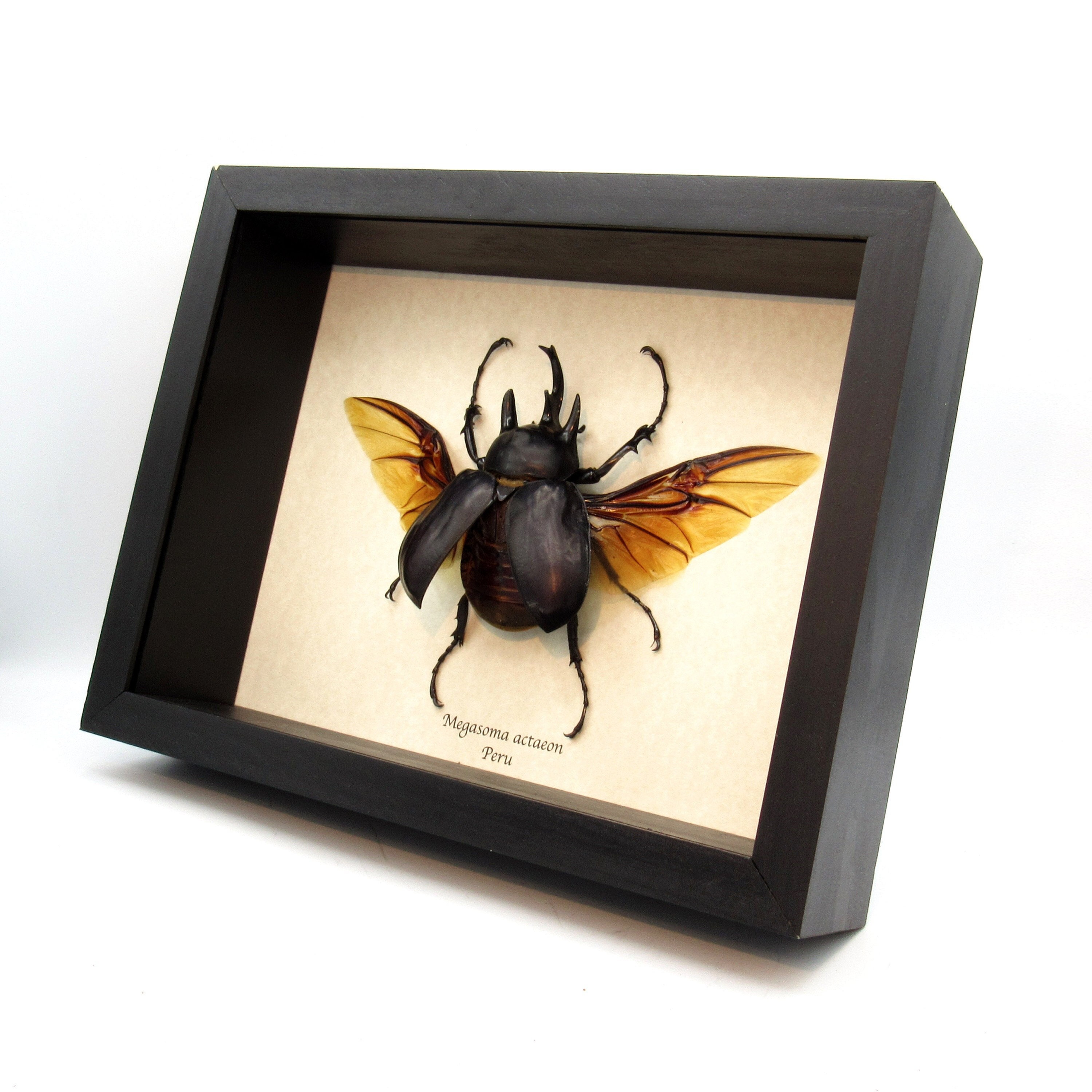 Real XXL Actaeon Rhinoceros beetle framed taxidermy - Megasoma actaeon